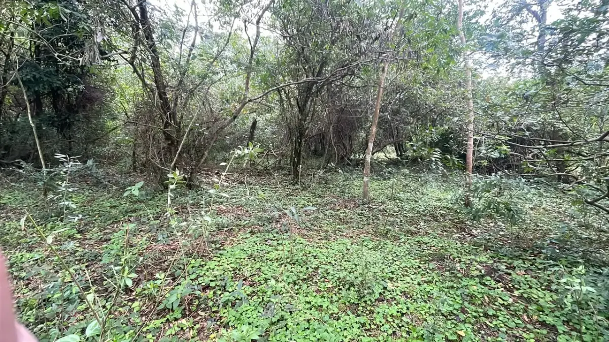 3.5ha/8.6acre Farm / Land for Sale in Ybycuí - Image 3