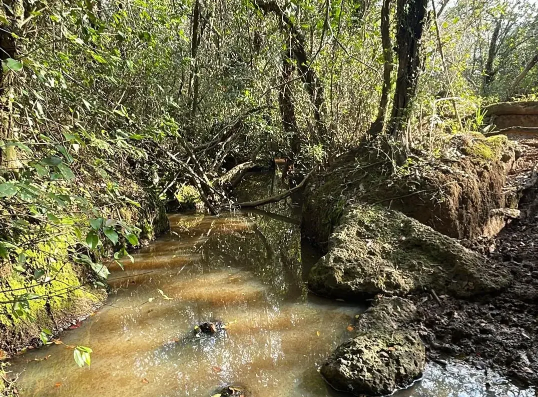 Vendo propiedad de 22 hectáreas en Tobati ⛰️🪵🧱🌱 - Image 9