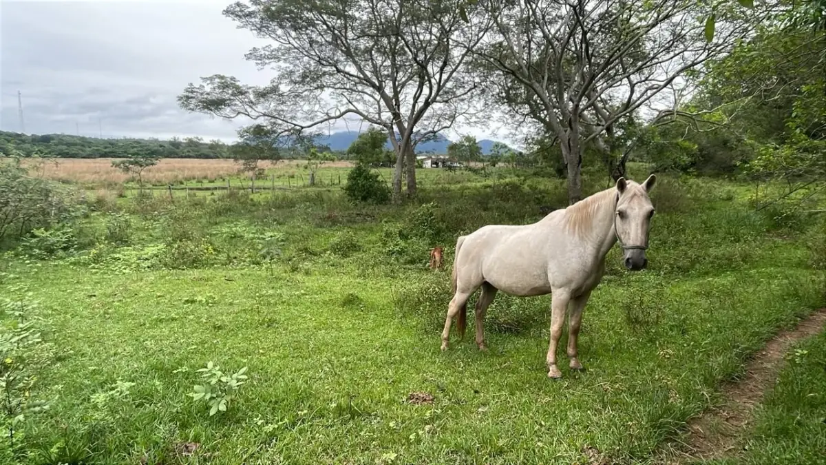 Inversión Agropecuaria en Paraguay: 90 Ha en Acahay con arroyo - Image 3