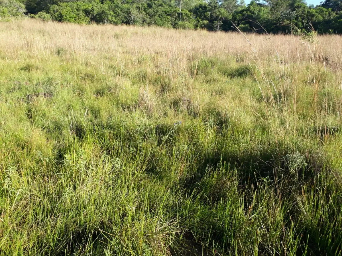 Campo en Nueva Colombia 12 hectareas A 5' del centro de Nueva Colombia - Image 10