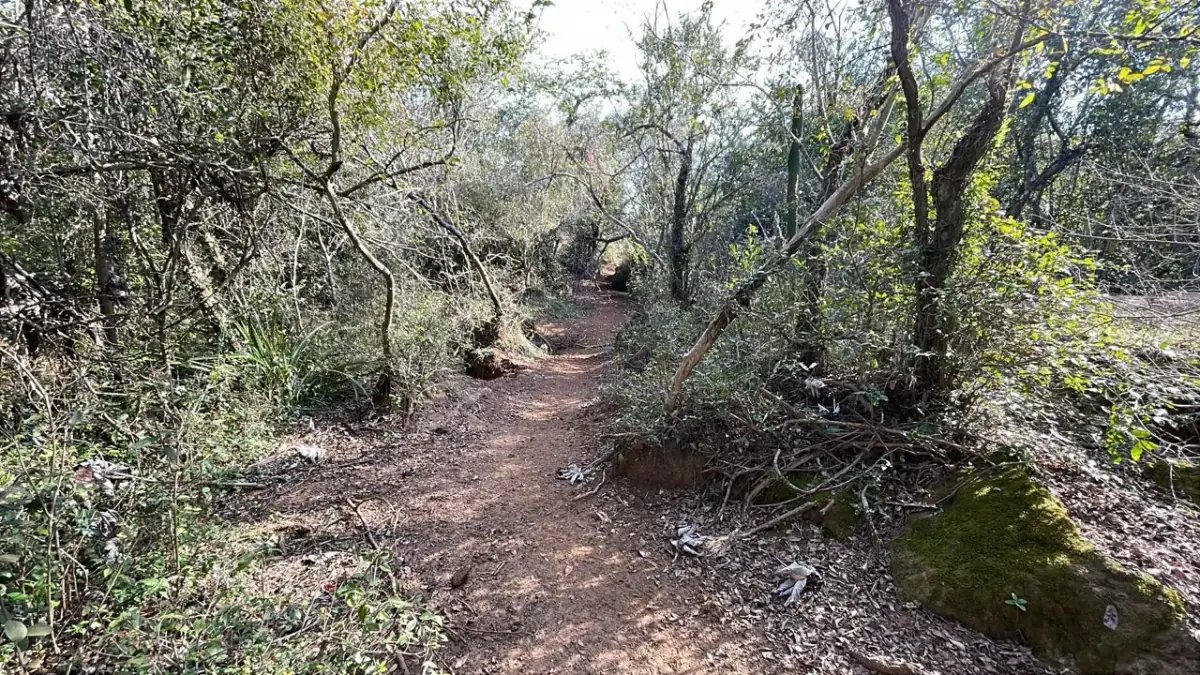 Vendo propiedad de 22 hectáreas en Tobati ⛰️🪵🧱🌱 - Image 15