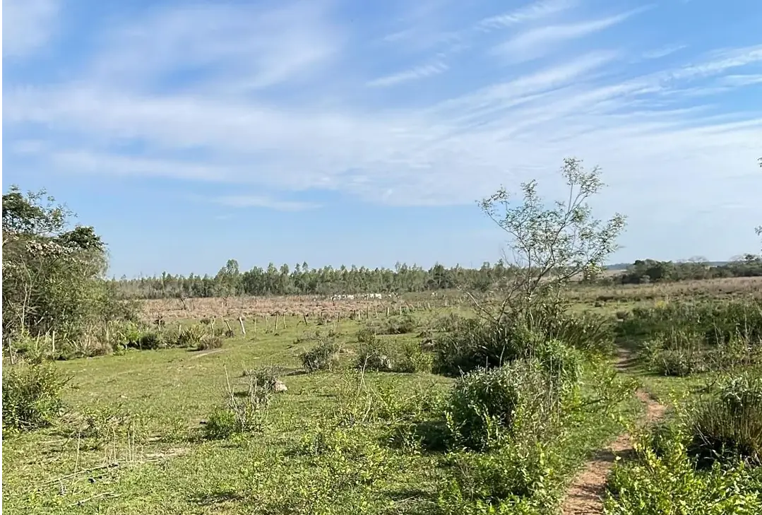 Vendo propiedad de 22 hectáreas en Tobati ⛰️🪵🧱🌱 - Image 5